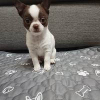 Chihuahua