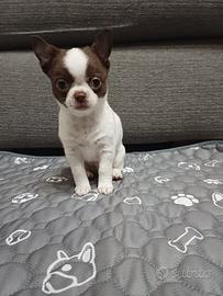 Chihuahua