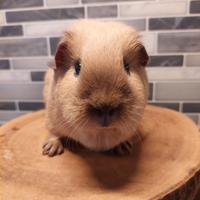 Cavia Femmina california