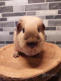 Cavia Femmina california