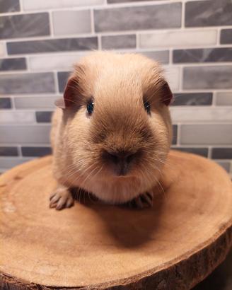 Cavia Femmina california