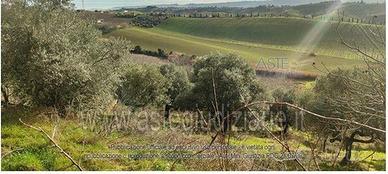 Terreno Agricolo Pianella [A4353884]