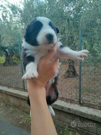 Cuccioli Border Collie