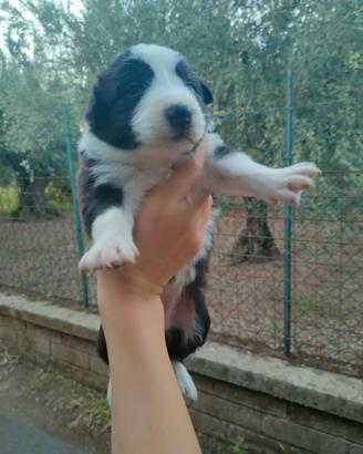 Cuccioli Border Collie