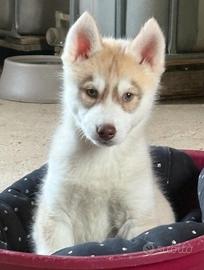 Husky pedigree disponibili