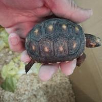 Tartarughe Carbonarie