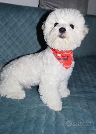 Cucciolo,cagniolino bello e elegante,Bichon frisè
