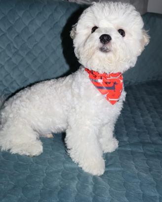 Cucciolo,cagniolino bello e elegante,Bichon frisè