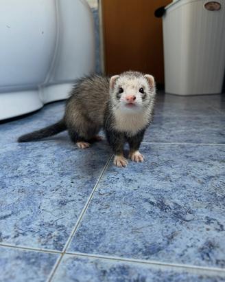 Furetto di 2 anni con gabbietta e accessori