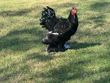 Galline Brahma