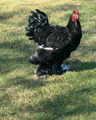 Galline Brahma