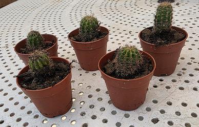 5 piantine  grasse