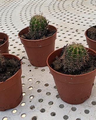 5 piantine  grasse