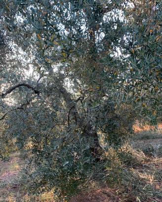 Piante di ulivo