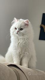 Gatto Persiano