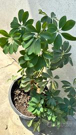 Pianta da interno verde Schefflera