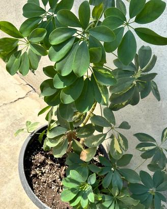 Pianta da interno verde Schefflera