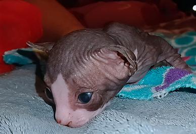 Cucciolo maschio Sphynx