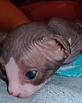Cucciolo maschio Sphynx