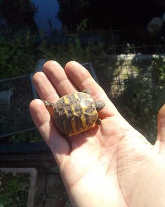 Tartarughe di terra baby