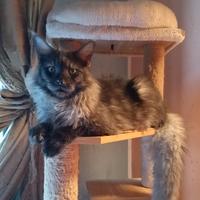 Maine Coon Black Smoke