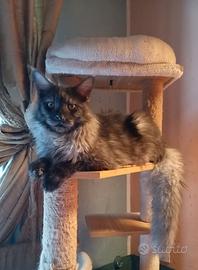 Maine Coon Black Smoke