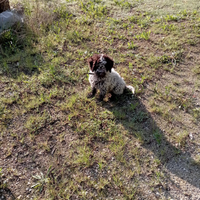 Femmina Lagotto romagnolo