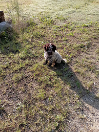 Femmina Lagotto romagnolo