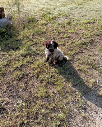 Femmina Lagotto romagnolo
