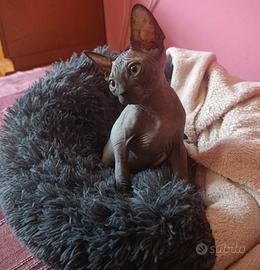 Cucciolo di Canadian sphynx