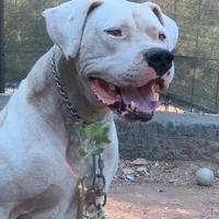 Cucciolo di Dogo Argentino