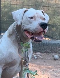 Cucciolo di Dogo Argentino