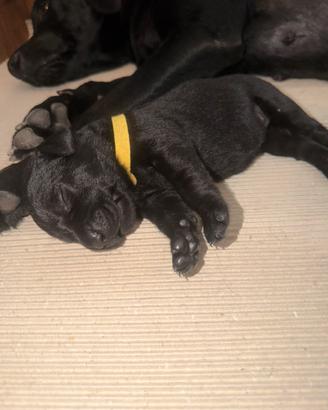 Labrador retriver