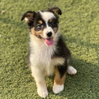 Pastore australiano con pedigree ENCI