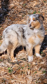Cucciola australian shepherd pedigree