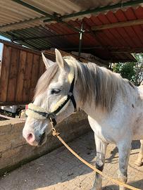Cavallo in mezza fida/fida
