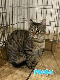 Paolo gatto tigrato