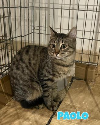 Paolo gatto tigrato