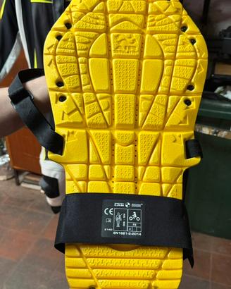 Paraschiena spidi