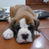 Due cuccioli di Boxer maschi