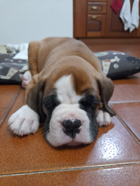 Due cuccioli di Boxer maschi