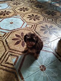Maltipoo Red Phantom