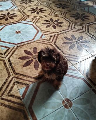 Maltipoo Red Phantom