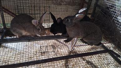 Vendita conigli,polli e piccioni