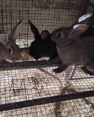 Vendita conigli,polli e piccioni