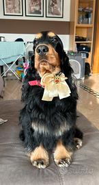 Cocker Spaniel maschio per accoppiamento