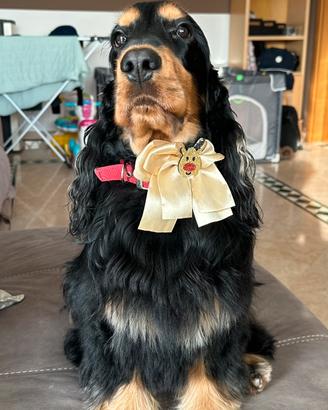 Cocker Spaniel maschio per accoppiamento