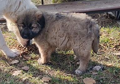 Cucciolo incrocio corso