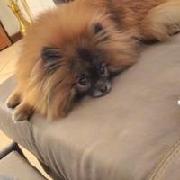 Spitz tedesco nano