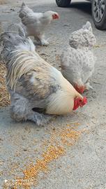 Brahma Isabella